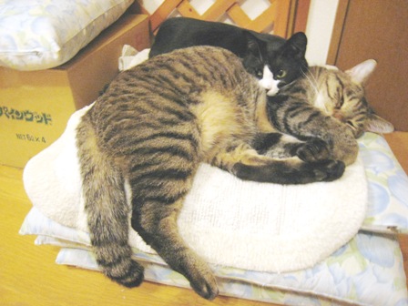 f:id:damechan65:20141130235503j:image