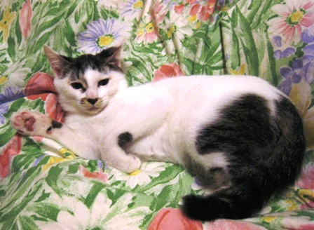 f:id:damechan65:20141225235253j:image