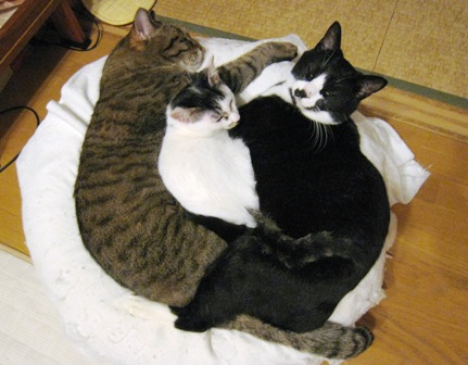 f:id:damechan65:20141225235254j:image