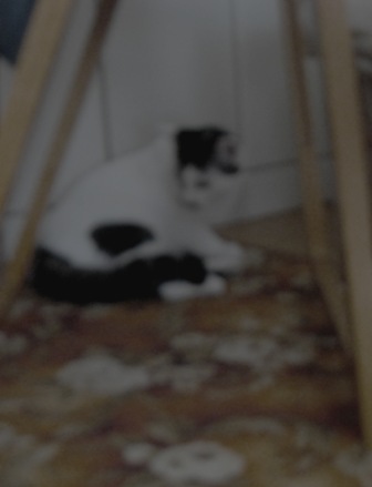 f:id:damechan65:20160321223725j:image