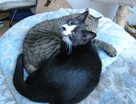 f:id:damechan65:20160321223752j:image