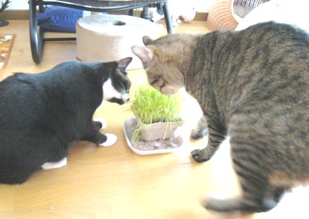 f:id:damechan65:20160321223849j:image