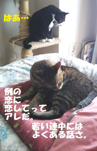 f:id:damechan65:20160321224038j:image