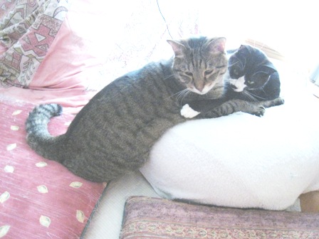 f:id:damechan65:20160321224924j:image