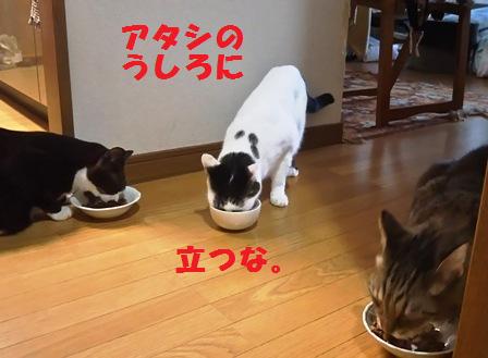 f:id:damechan65:20161205003945j:image f:id:damechan65:20161205003945j:image