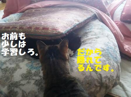 f:id:damechan65:20161205005011j:image f:id:damechan65:20161205005011j:image