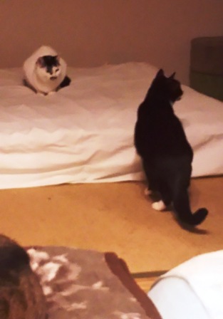 f:id:damechan65:20170108234204j:image