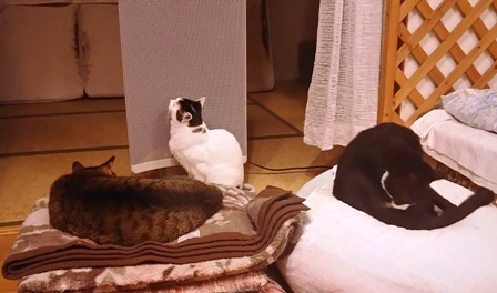 f:id:damechan65:20170108234207j:image