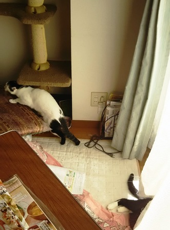 f:id:damechan65:20170108234243j:image