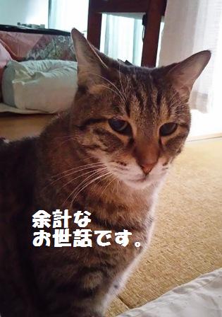 f:id:damechan65:20170115234134j:image