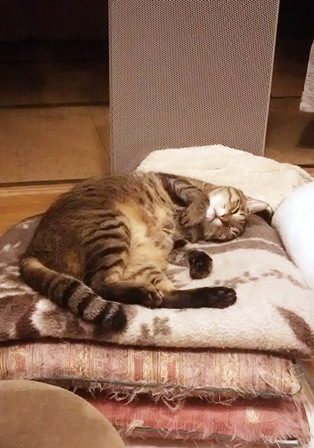 f:id:damechan65:20170115234241j:image