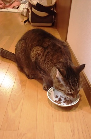 f:id:damechan65:20170530005039j:image