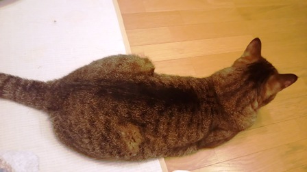 f:id:damechan65:20170530005344j:image