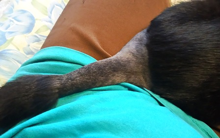 f:id:damechan65:20171007002401j:image