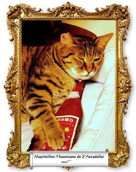 f:id:damechan65:20210203214603j:plain