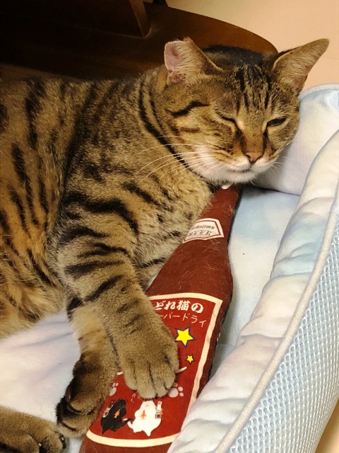 f:id:damechan65:20210203214632j:plain