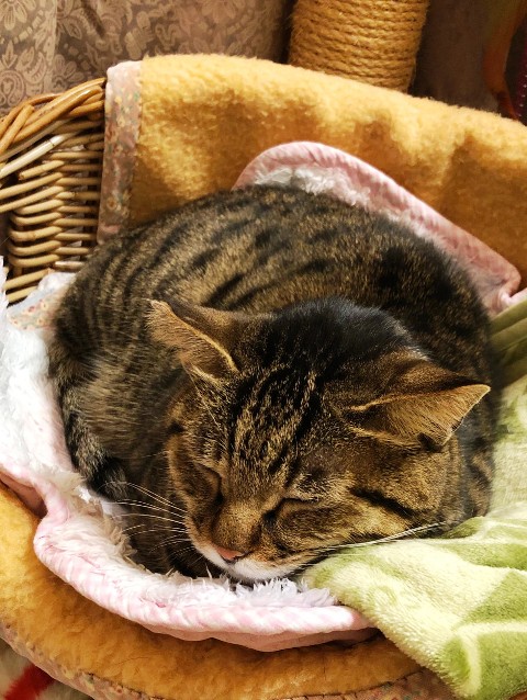 f:id:damechan65:20210203214820j:plain