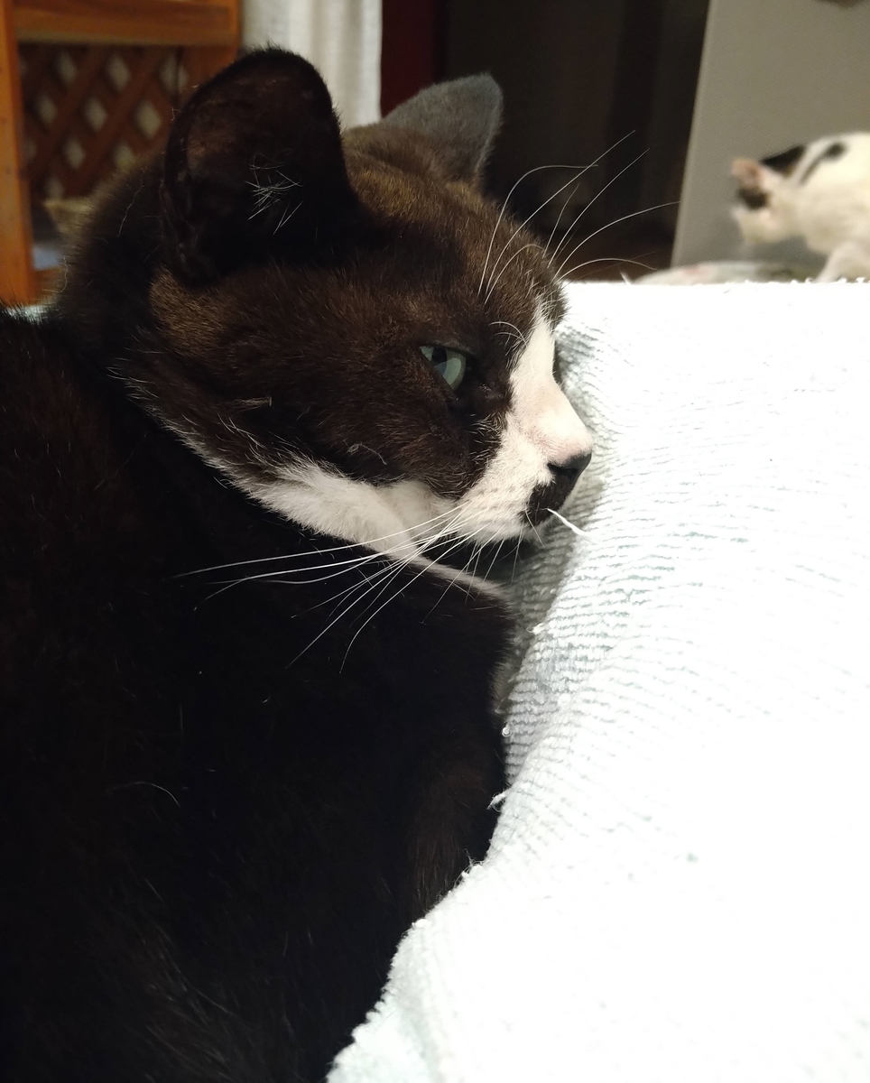 f:id:damechan65:20211231231920j:plain