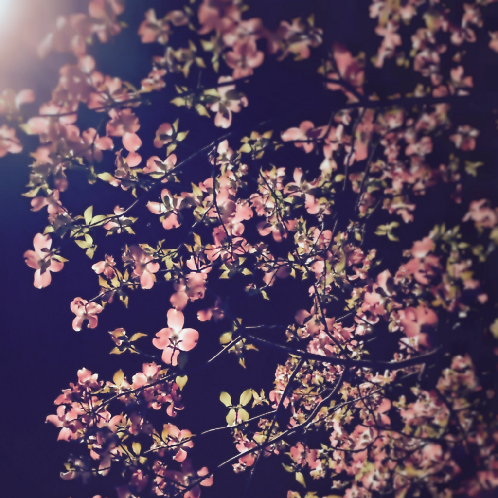 f:id:damla_damla:20180410000332j:plain f:id:damla_damla:20180410000332j:plain