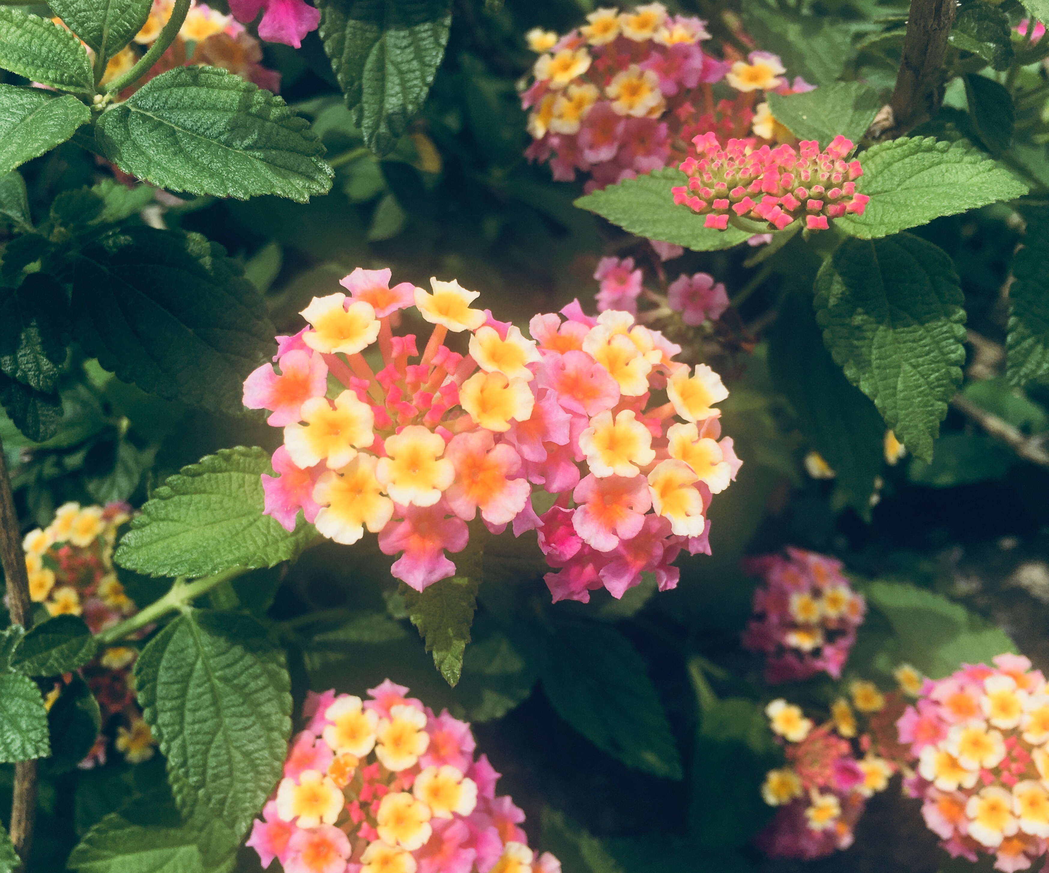 f:id:damla_damla:20200604131418j:plain f:id:damla_damla:20200604131418j:plain