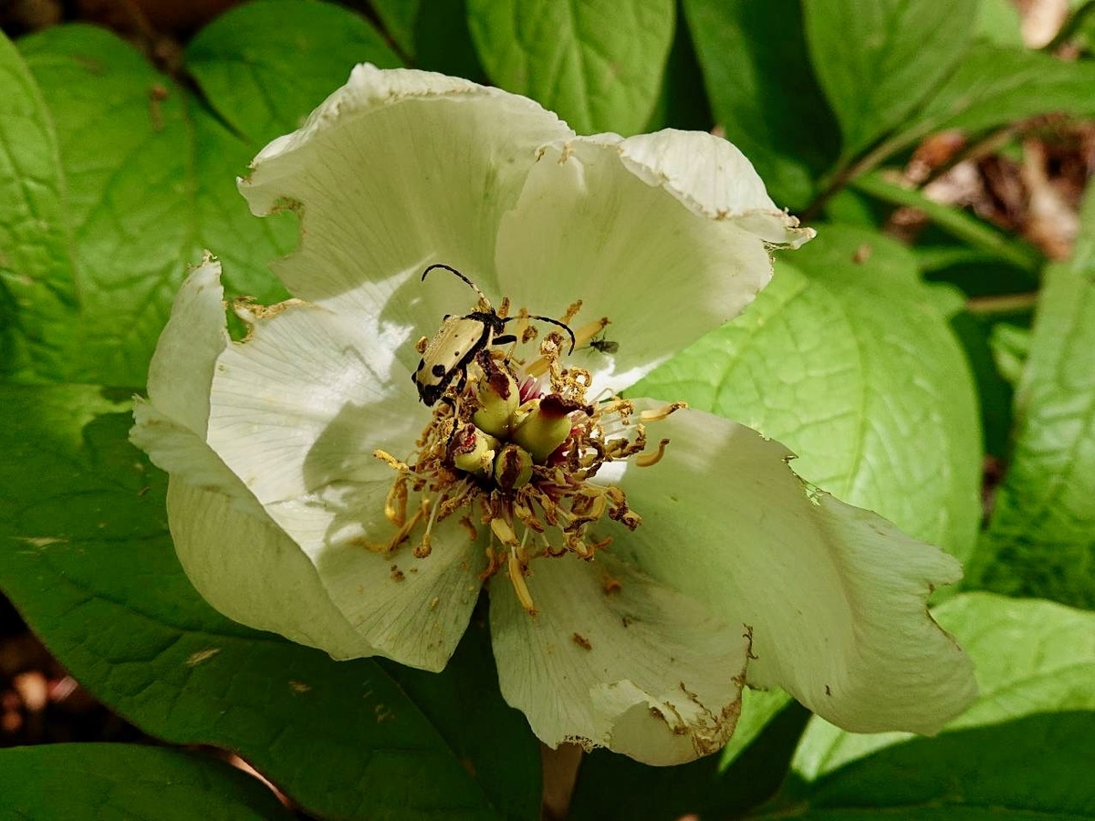 f:id:dampapilio_tt:20201004235947j:plain f:id:dampapilio_tt:20201004235947j:plain