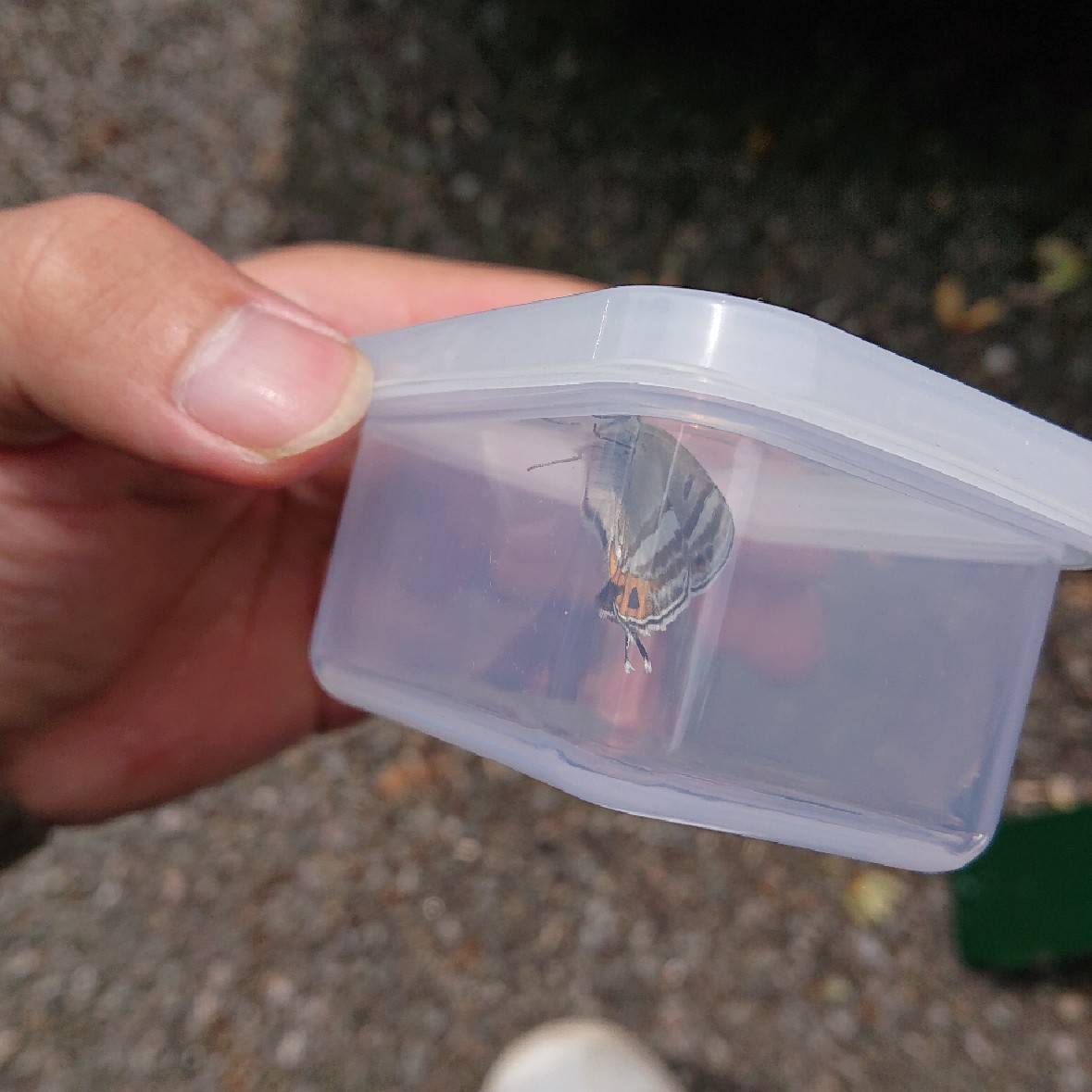 f:id:dampapilio_tt:20201204021047j:plain