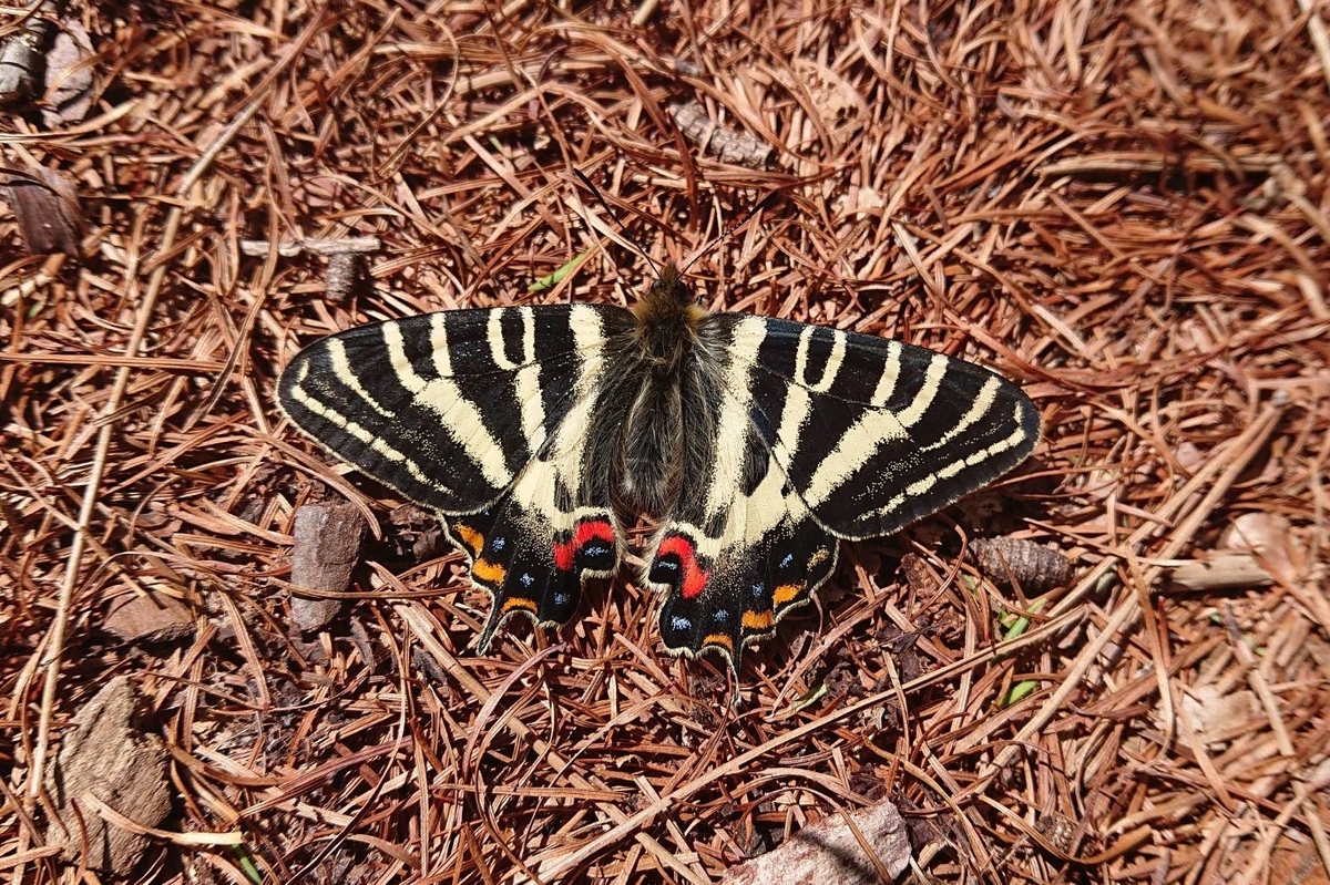 f:id:dampapilio_tt:20210824170520j:plain