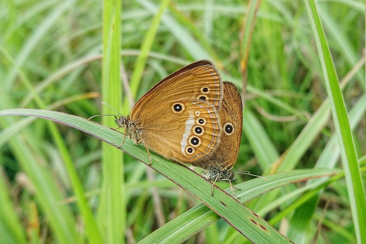 f:id:dampapilio_tt:20211021015610j:plain