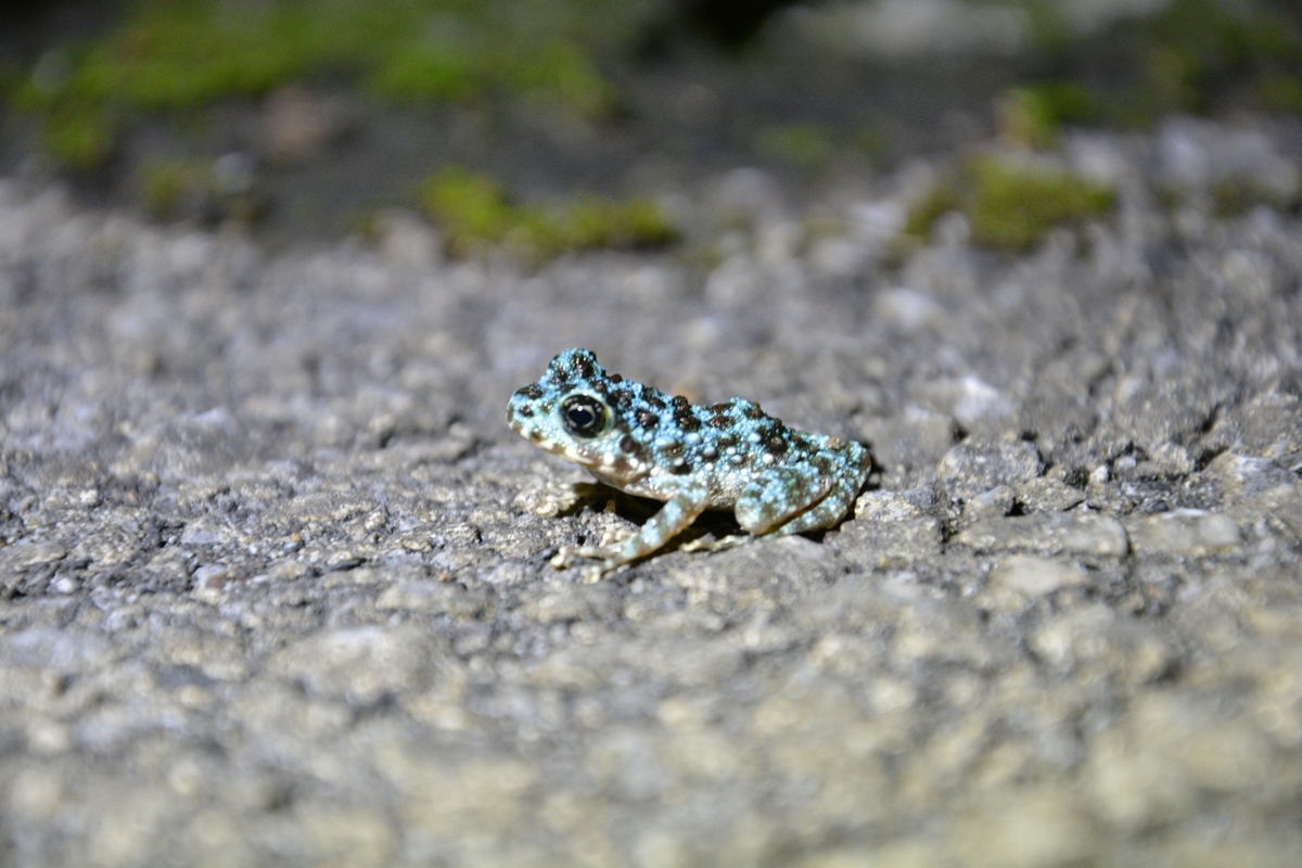 f:id:dampapilio_tt:20220123164215j:plain