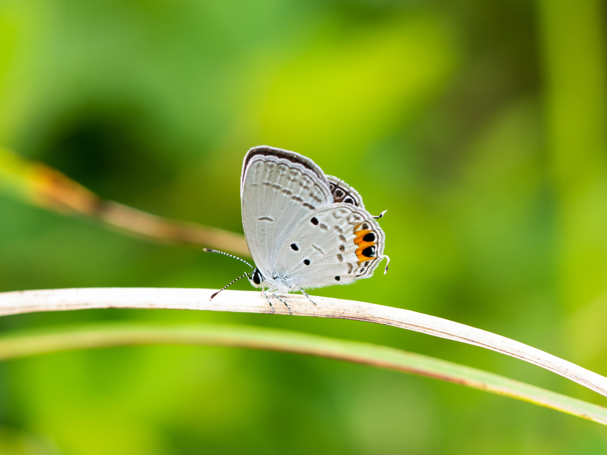 f:id:dampapilio_tt:20220325231734j:plain