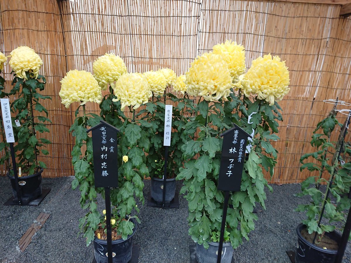 f:id:damtraveller:20201120223844j:plain