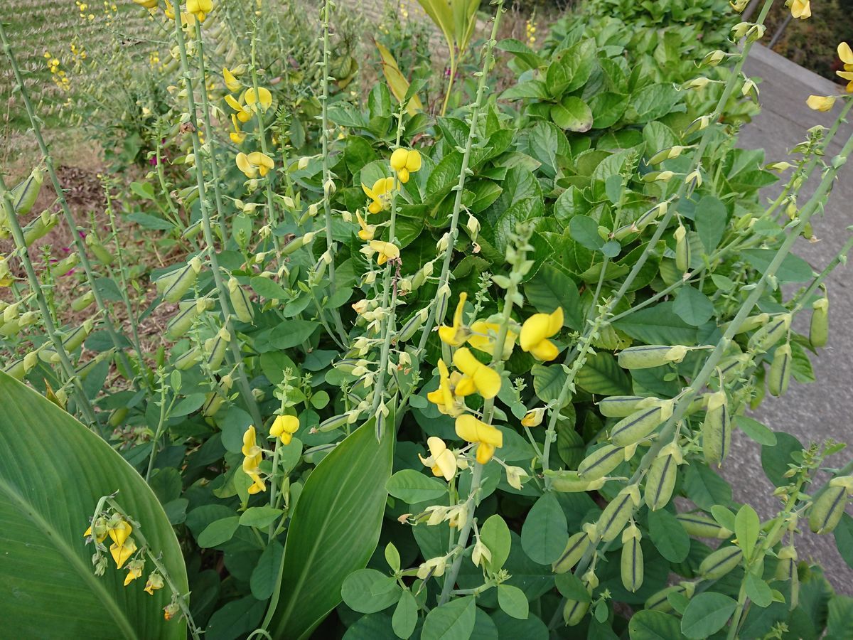 f:id:damtraveller:20201120234039j:plain