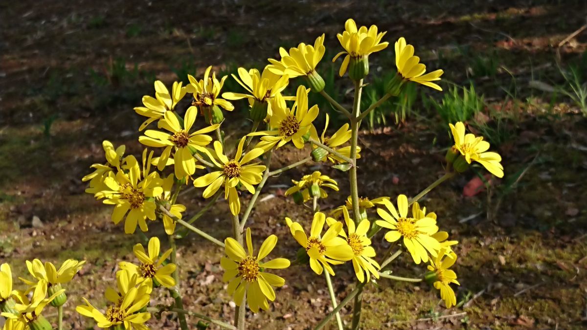 f:id:damtraveller:20201123194925j:plain