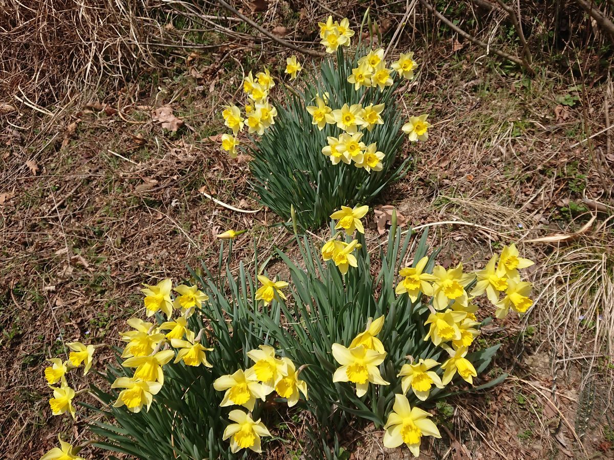 f:id:damtraveller:20210319174508j:plain