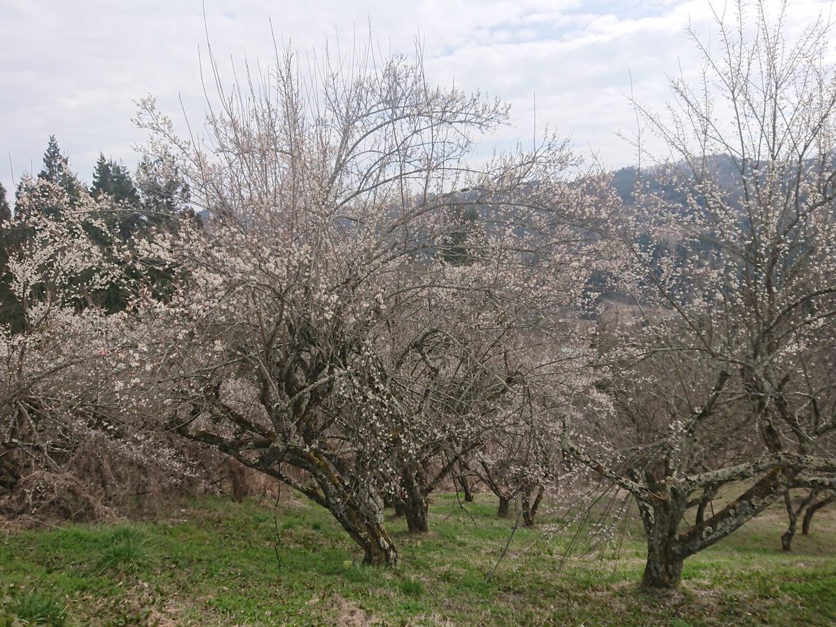 f:id:damtraveller:20210320170828j:plain