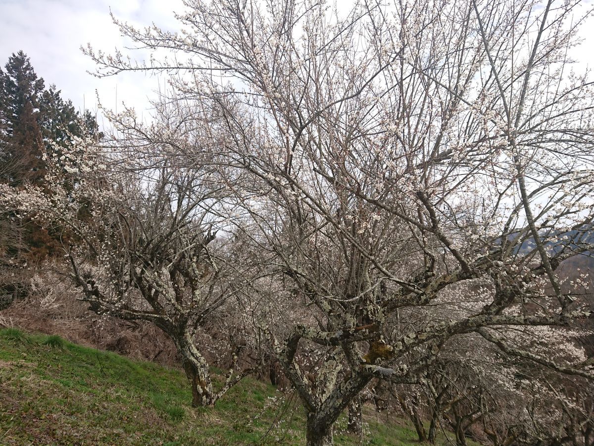 f:id:damtraveller:20210320171052j:plain