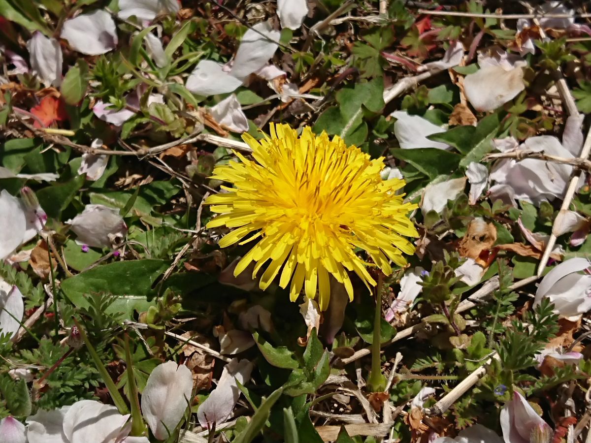 f:id:damtraveller:20210410231617j:plain