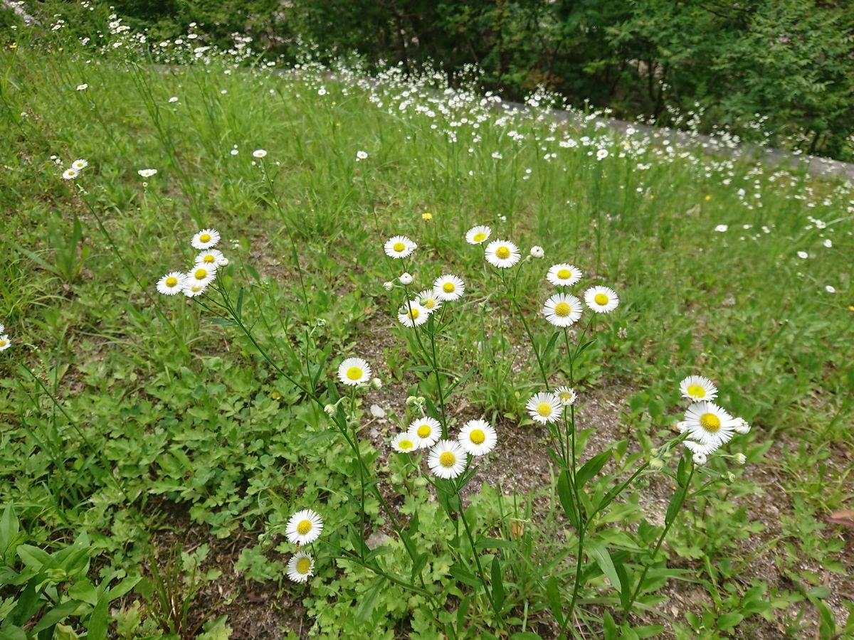 f:id:damtraveller:20210701175412j:plain