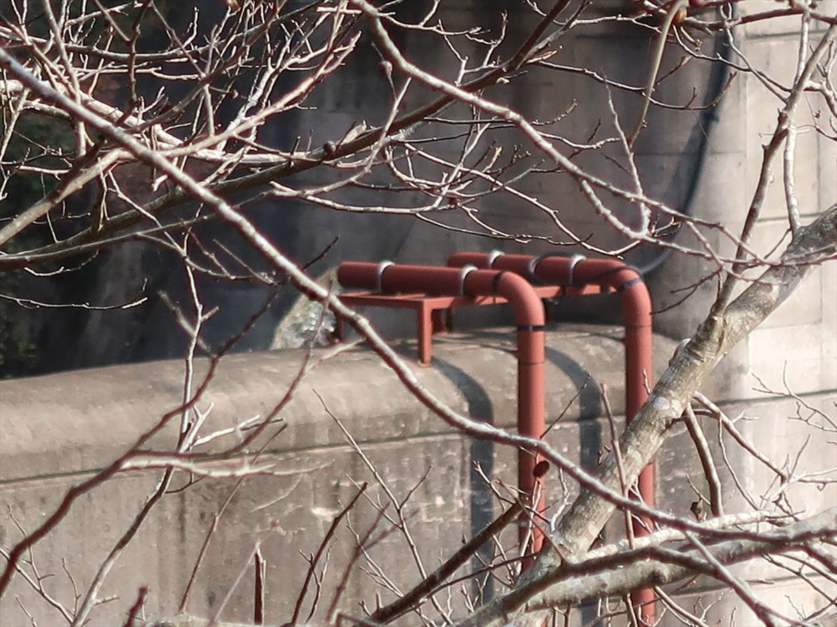 f:id:damtraveller:20211126005424j:plain