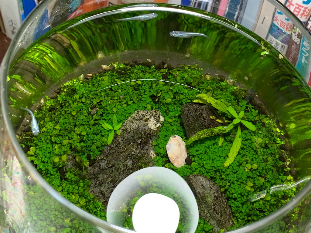 我が家の金魚鉢アクアリウム だんちっくの日記