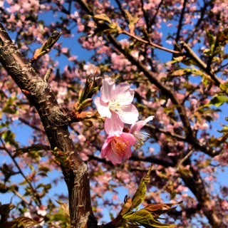 f:id:dance-aim:20130321091820j:image