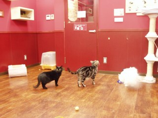 f:id:dancing-mai:20051221143706j:image f:id:dancing-mai:20051221143706j:image