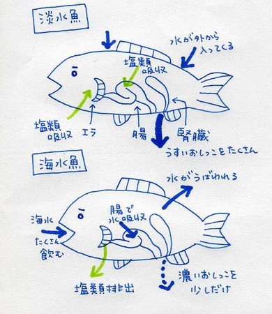 f:id:dancing-mai:20060113151551:image f:id:dancing-mai:20060113151551:image