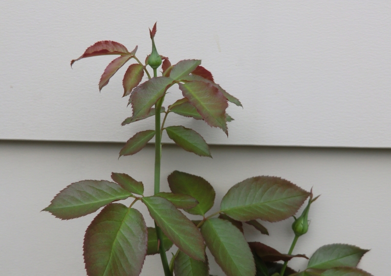 f:id:dancingbrave1986:20110808165359j:image f:id:dancingbrave1986:20110808165359j:image