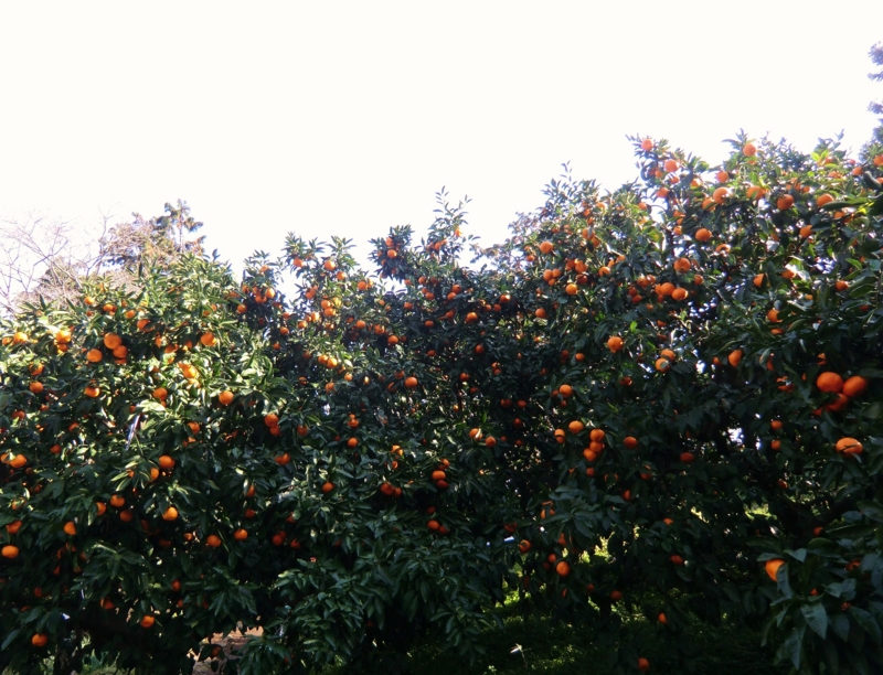 f:id:dancingbrave1986:20111207110852j:image