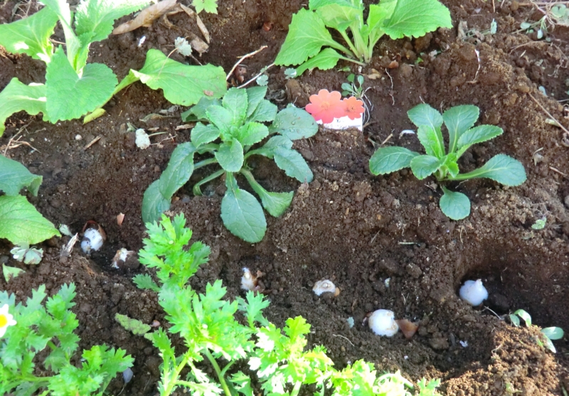 f:id:dancingbrave1986:20111213142701j:image f:id:dancingbrave1986:20111213142701j:image