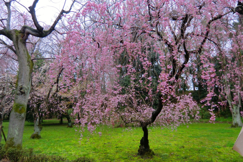 f:id:dancingbrave1986:20120411111001j:image