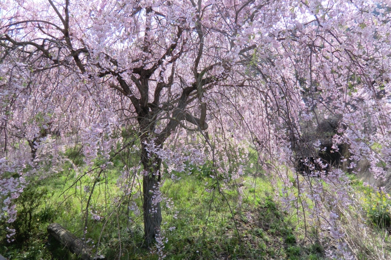 f:id:dancingbrave1986:20120419134029j:image f:id:dancingbrave1986:20120419134029j:image