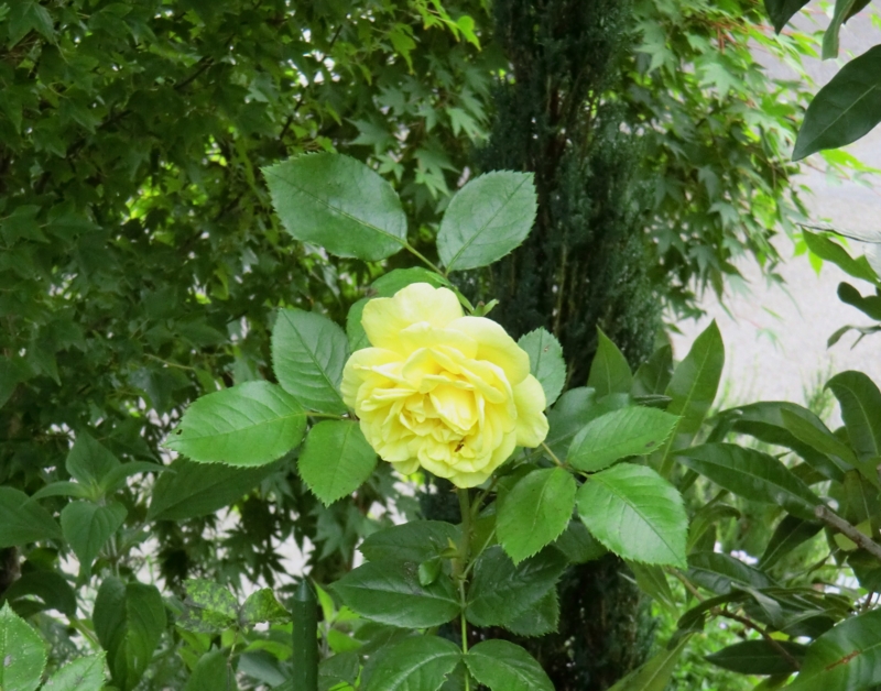 f:id:dancingbrave1986:20120704174113j:image