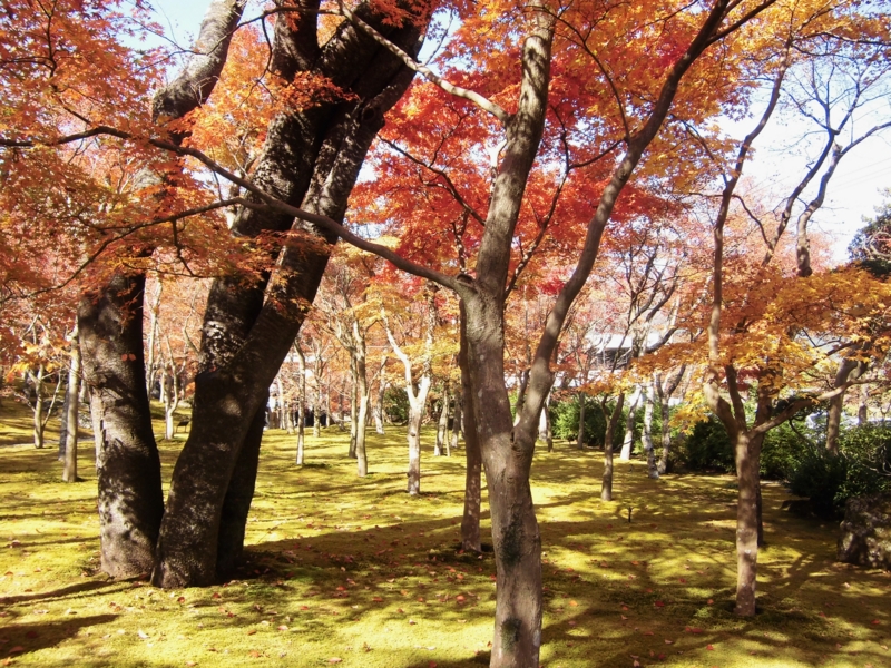 f:id:dancingbrave1986:20121121115542j:image